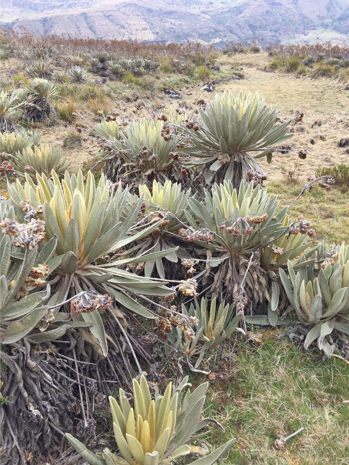 páramo de ocetá frailejones