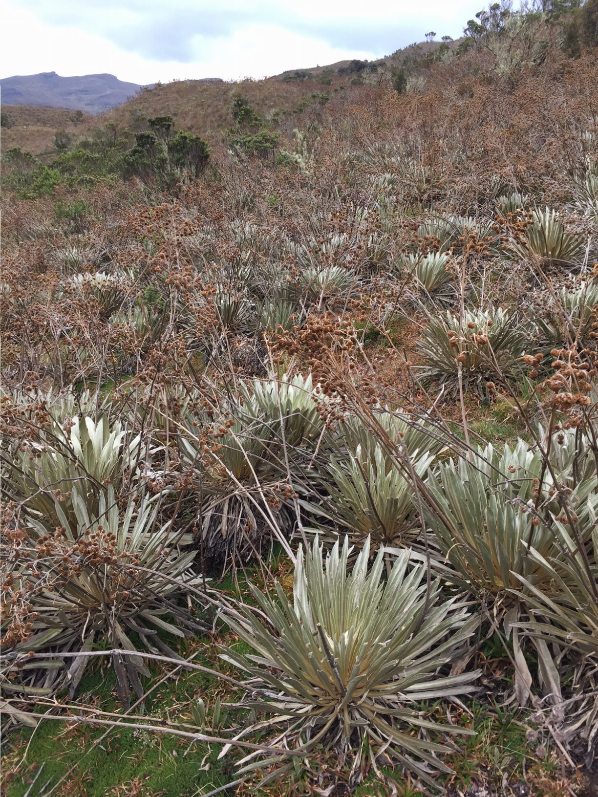 páramo de ocetá_frailejon