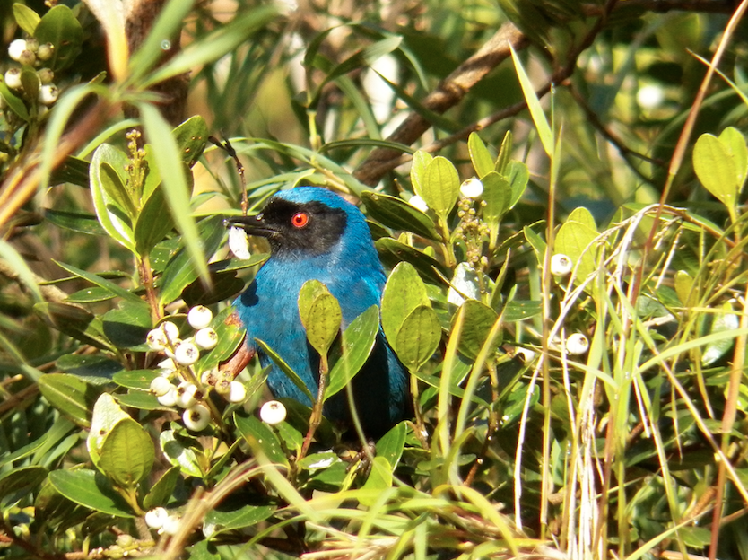 birdwatching - chingaza national park