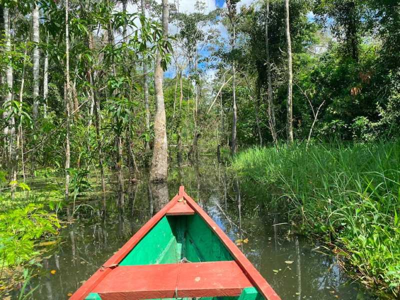 Amazonas_nature