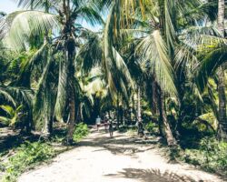 Tayrona trees Tayrona trees