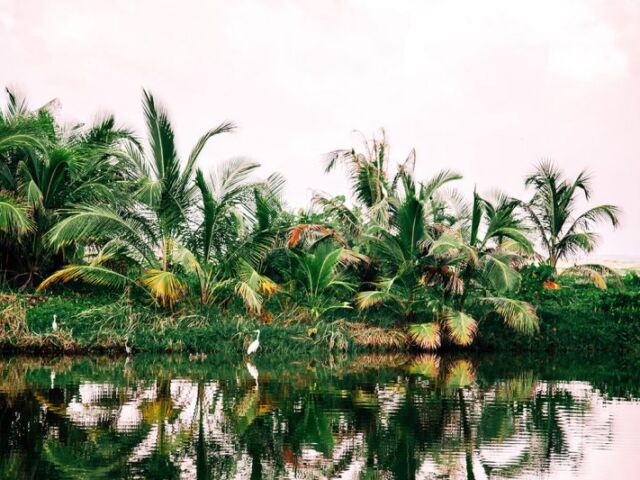 tayrona jungle tayrona jungle