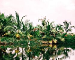 tayrona jungle tayrona jungle