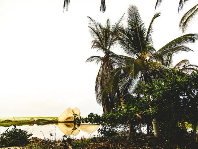 tayrona jungle tree tayrona jungle tree