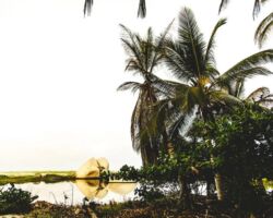 tayrona jungle tree tayrona jungle tree