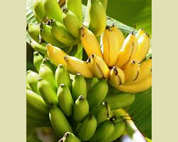 banano banano