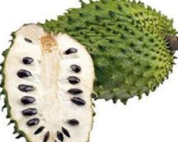 guanabana guanabana