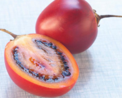 tomate de arbol tomate de arbol