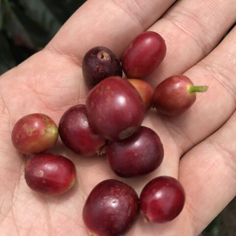 cafe eje cafetero cafe eje cafetero