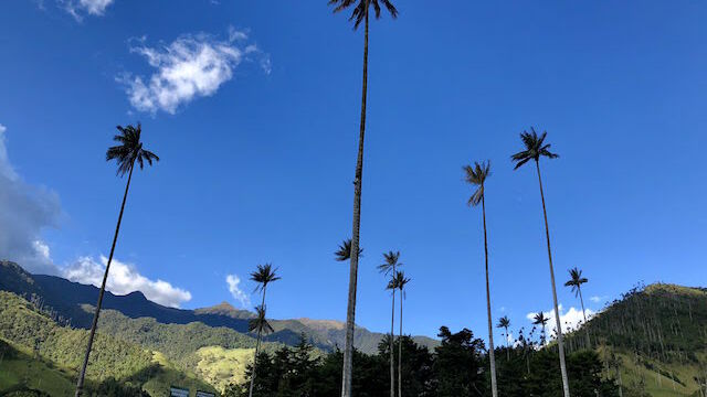 cocora valley colombia cocora valley colombia