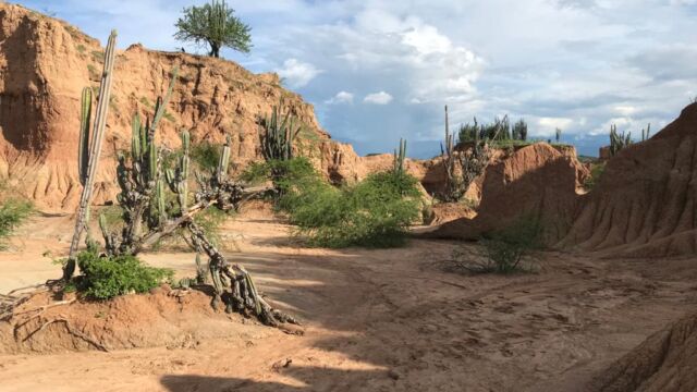 tatacoa_cactus tatacoa_cactus