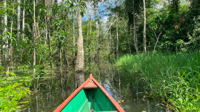 Amazonas_jungle Amazonas_nature