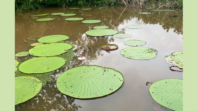 Amazonas nature Flor_Amazonas
