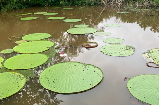 Amazonas nature Flor_Amazonas