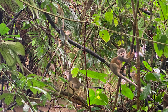 Monkey_Amazonas Monkey_Amazonas