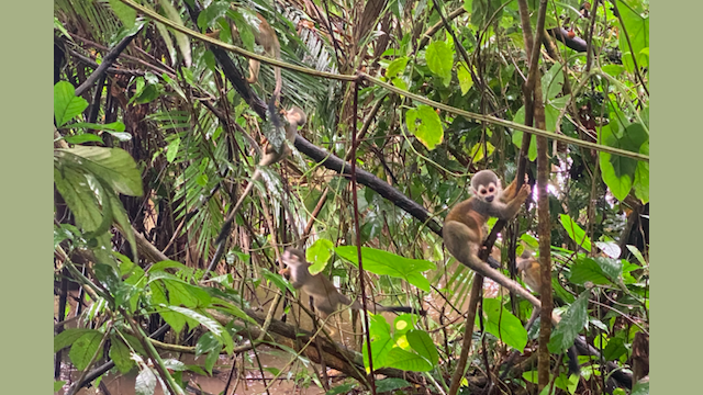 Monkey_Amazonas Monkey_Amazonas